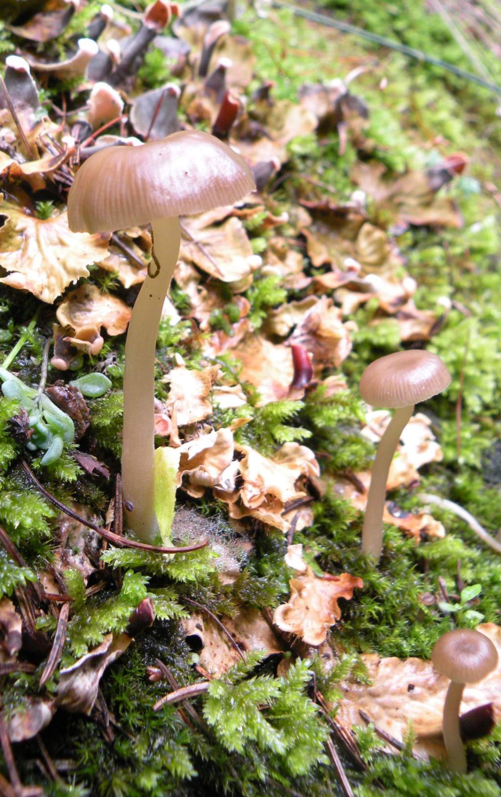 Tra muschio e licheni